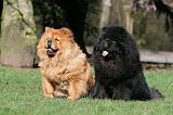 CHOW CHOW 612
